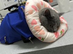 -达爱动物医院·犬猫分区·CT·复杂眼科(远洋山水分院)