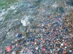-西岭雪山大飞水景区