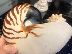 -青岛贝壳博物馆