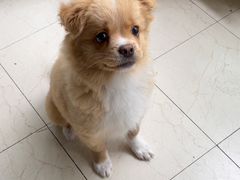 -美联众合动物医院(·中兽医·疑难杂症·严家桥分院)