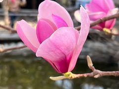 -杨柳青古镇