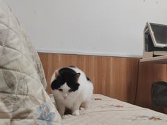 -宠福鑫动物医院(望京分院)