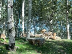 -北京野生动物园