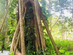 -中国科学院西双版纳热带植物园