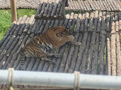 -西霞口神雕山野生动物世界