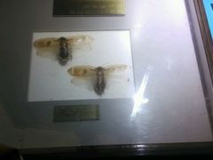 -上海昆虫博物馆