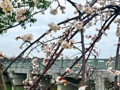 -三垟湿地