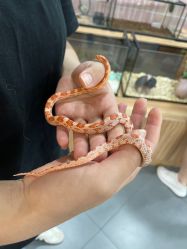 -Moni星球萌宠·小马宝莉·灵蛇·高端高阶全萌宠互动体验俱乐部(红豆国际广场店)