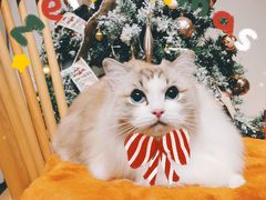 -佐罗家宠物馆·猫文化馆(紫霞路店)