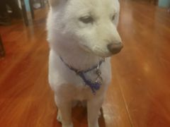 -猫小院猫主题咖啡厅(北锣店)