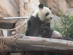 -成都动物园