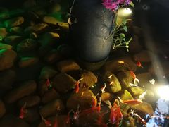 -新悦·霞浦海鲜生(上下杭店)
