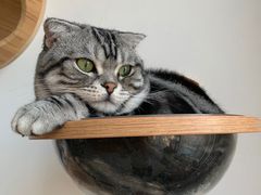 -Catmate·猫肥家润(金润铂宫店)