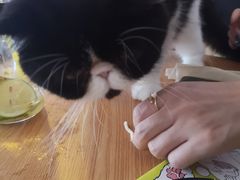 -平行世界·猫咖(首经贸店)