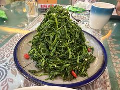 清香枸杞苗-国强手抓(西夏区店)