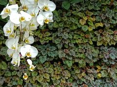 -石家庄市植物园