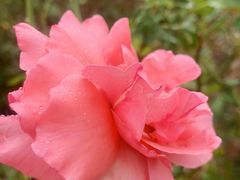 -亚龙湾国际玫瑰谷