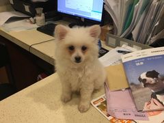-艾贝尔宠物医院·24H转诊中心·肿瘤猫专科(江宁双龙店)