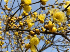 -三圣花乡旅游区