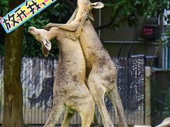 -上海野生动物园