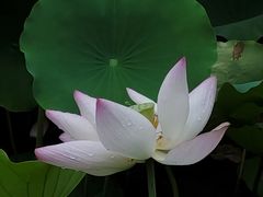 -荔湾湖公园