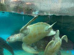 -海合安成都极地海洋公园
