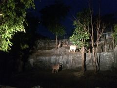 -清迈夜间动物园