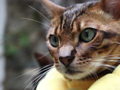 -喵屿·大理花园猫咖