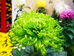 -上海共青森林公园