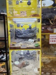 -神奇动物撸宠馆·羊驼·小浣熊·异宠(豫园店)