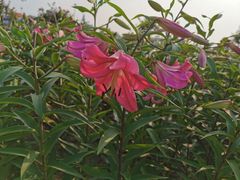 -荷兰花海