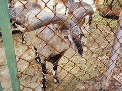 -青藏高原野生动物园