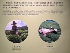 -中国茶叶博物馆(双峰馆区)