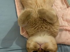 -东方名猫馆·英短金渐层布偶猫舍(环线广场1号楼店)