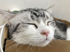 -李小姐の猫咖啡馆(五角场店)