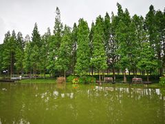 -江心屿景区
