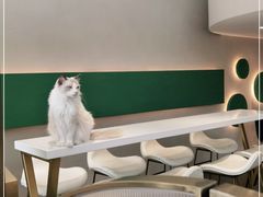 -飞行喵MR PILOT|猫舍·猫咖(静安大融城店)