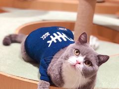 -CAT’S MEWSTAR CAFE·喵星球猫屋(晴湾咖啡店)