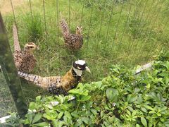 -深圳野生动物园