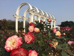 -松山湖梦幻百花洲