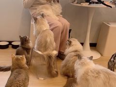 -有喵·猫咖·狗咖·30几只猫10只小狗(岗厦店)