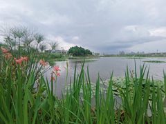 -五甲塘生态湿地公园