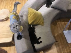 -啵啵喵·猫咖(攀华国际店)