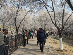 -桃花堤公园
