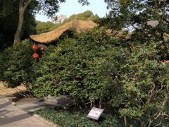 -上海醉白池公园