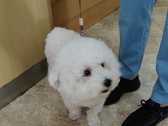 -美联众合动物医院·24h转诊中心