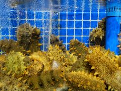 -77号渔船·蒸海鲜青岛菜(积米崖店)