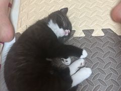 -宠爱国际动物医院· 猫科· 外科·中兽医(长白店)