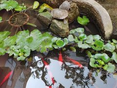 -南堂小馆·川菜馆(德商国际店)
