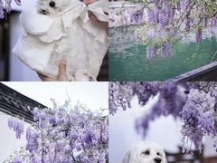 -青果巷历史文化街区